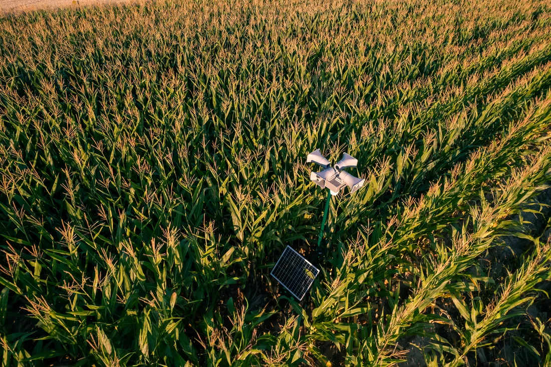 Aerial view of Field Guard between fields