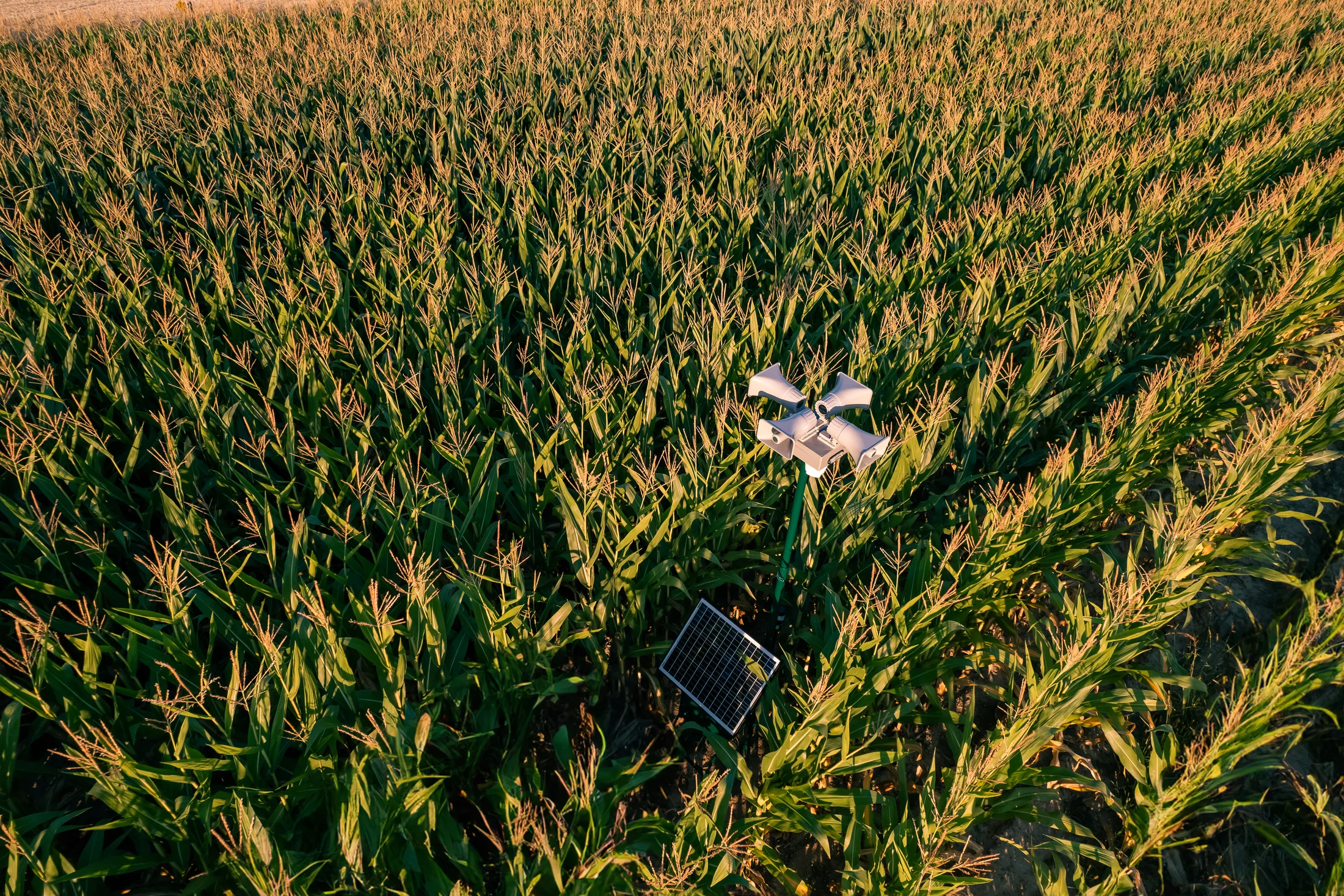 Field Guard positioned between crops