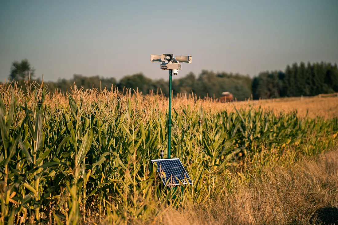 Field Guard near a corn field