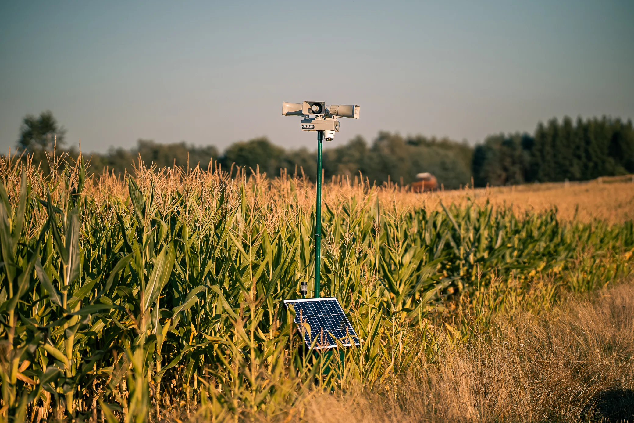 Field Guard near a maize field